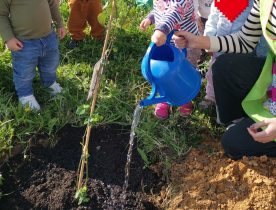 Dia da Árvore, todos unidos preservamos o ambiente